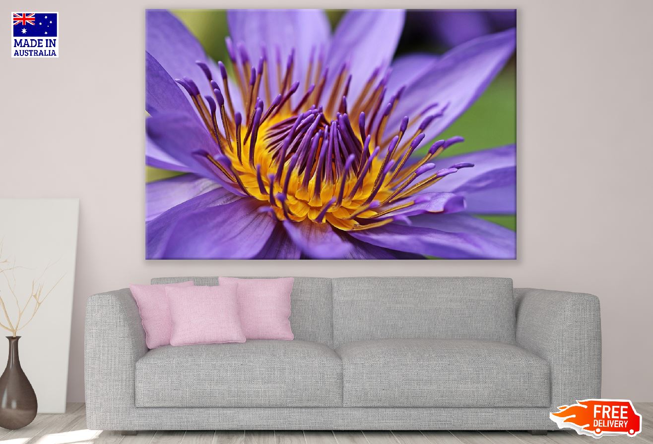 Purple and Yellow Water Lily Photograph Print 100% Australian Made