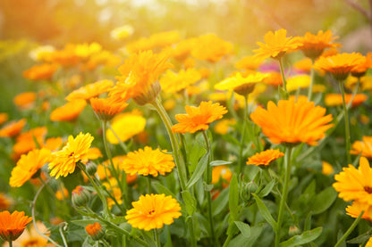 Yellow Calendula Flowers Field View Photograph Print 100% Australian Made