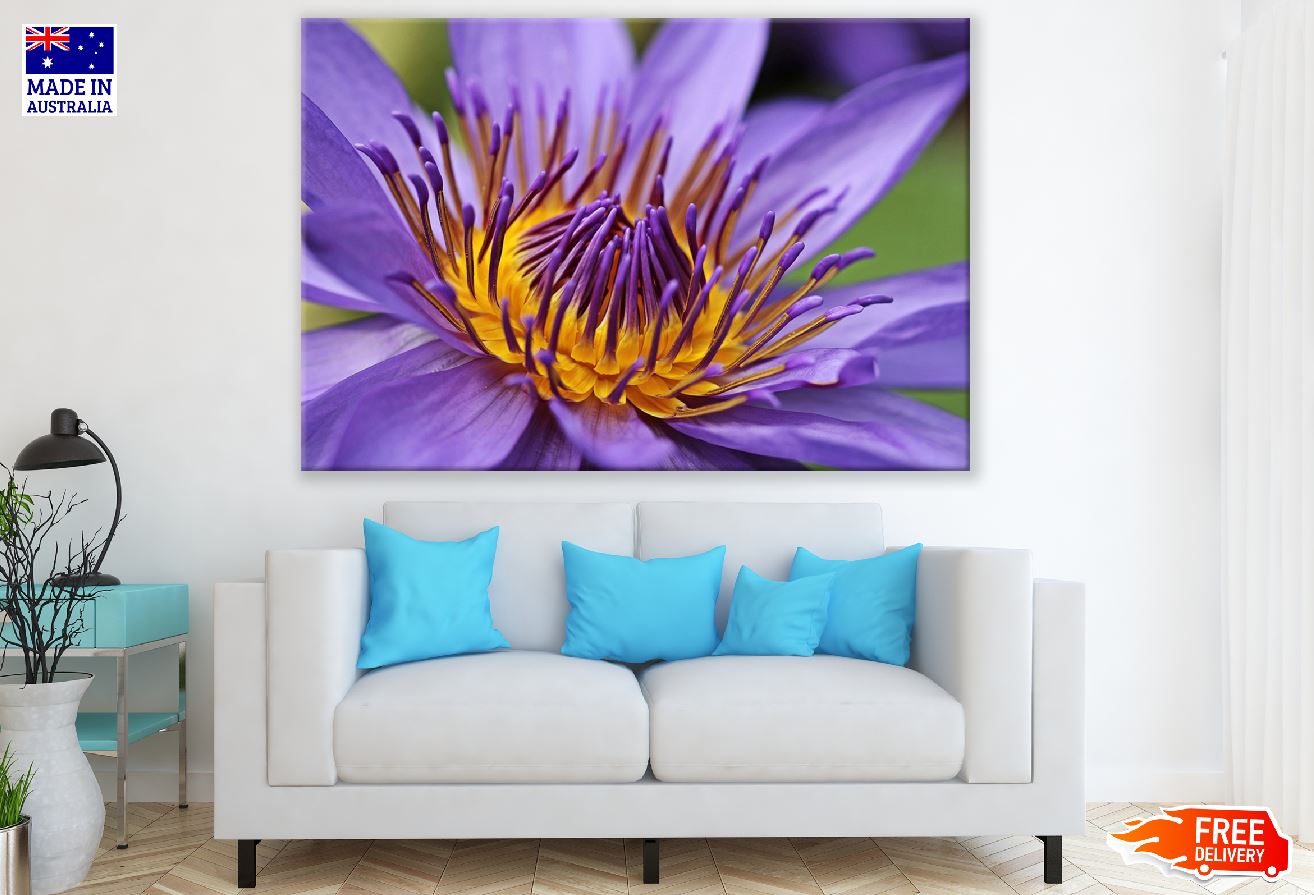 Purple and Yellow Water Lily Photograph Print 100% Australian Made
