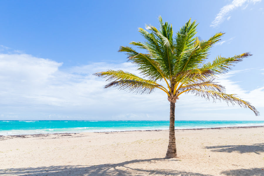 Palm Tree on Sea Sand Photograph Print 100% Australian Made