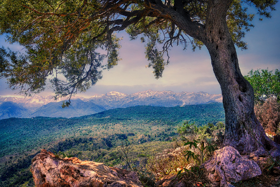 Tree & Mountain Scenery Photograph Print 100% Australian Made