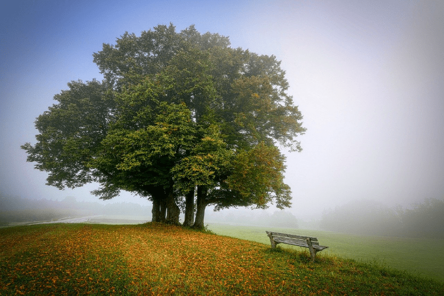 Landscape Tree Autumn Photograph Print 100% Australian Made