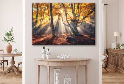 Bella Home Sunrays Through Autumn Tree View Print Canvas Ready to hang