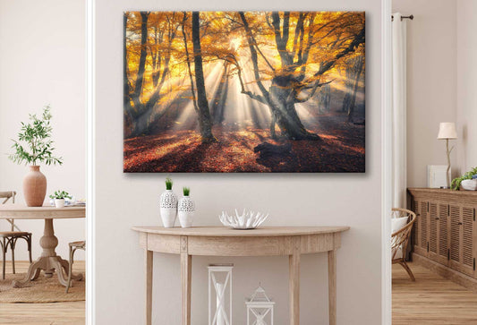 Bella Home Sunrays Through Autumn Tree View Print Canvas Ready to hang