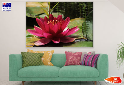 Red Water Lily Flower Among the Leaves Photograph Print 100% Australian Made
