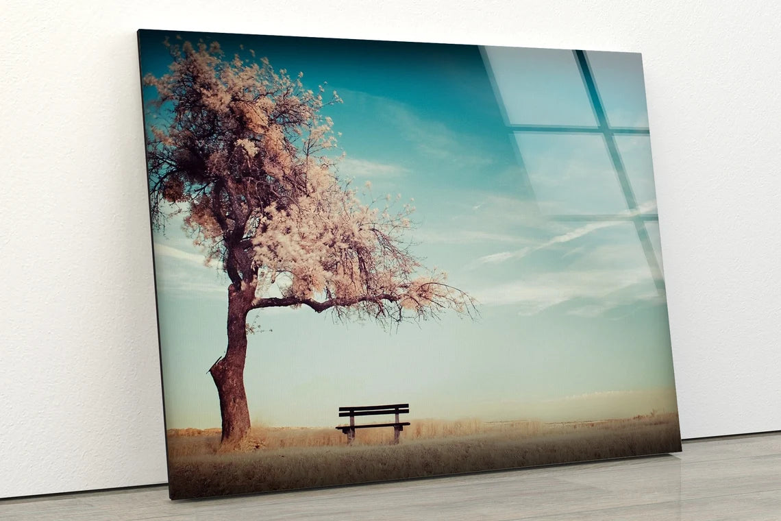 Bench Near Blossom Tree Photograph Acrylic Glass Print Tempered Glass Wall Art 100% Made in Australia Ready to Hang