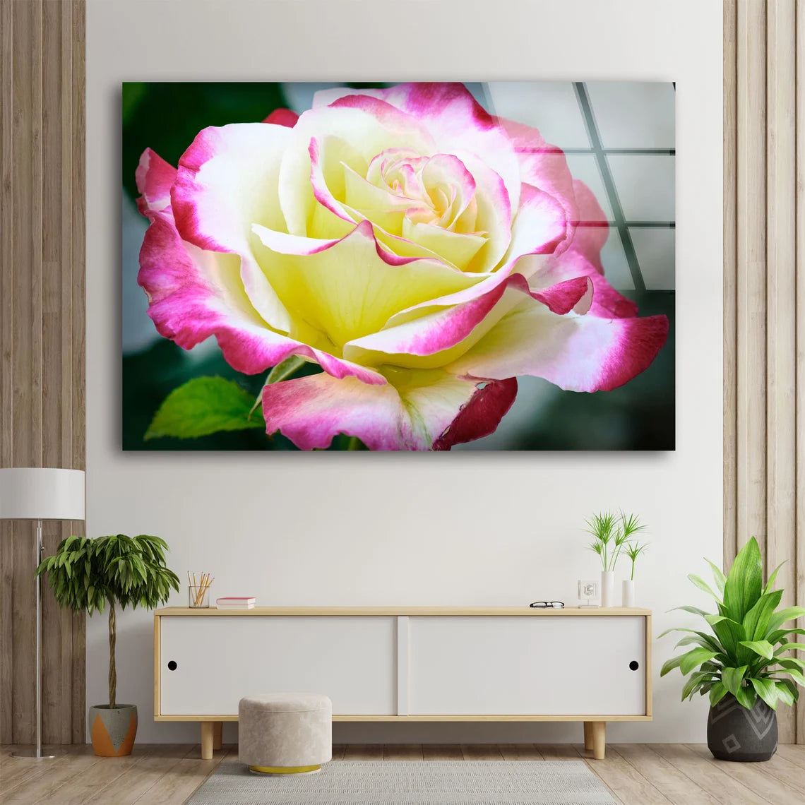 White Pink Rose Flower Closeup Photograph Acrylic Glass Print Tempered Glass Wall Art 100% Made in Australia Ready to Hang