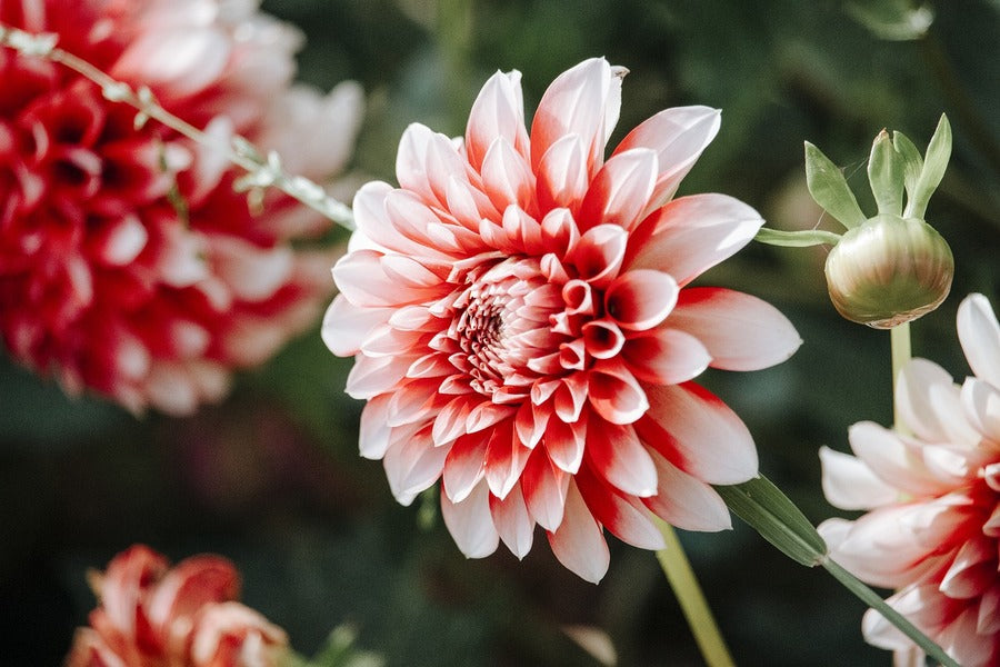 Pink Dahlia Plant Closeup Photograph Print 100% Australian Made