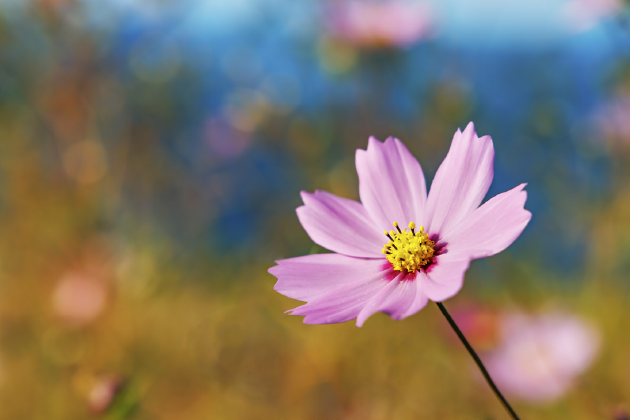 Pink Flowers Nature Plant View Photograph Print 100% Australian Made