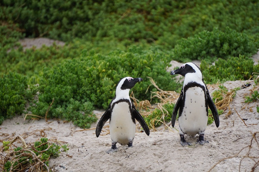 African Penguins on Valley Closeup Photograph Print 100% Australian Made