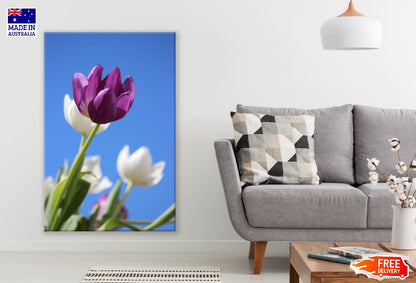 Purple Tulip Flower Closeup Photograph Print 100% Australian Made