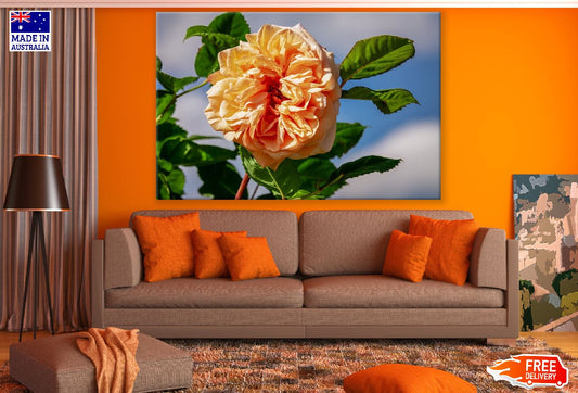 Orange Floribunda Rose Photograph Print 100% Australian Made