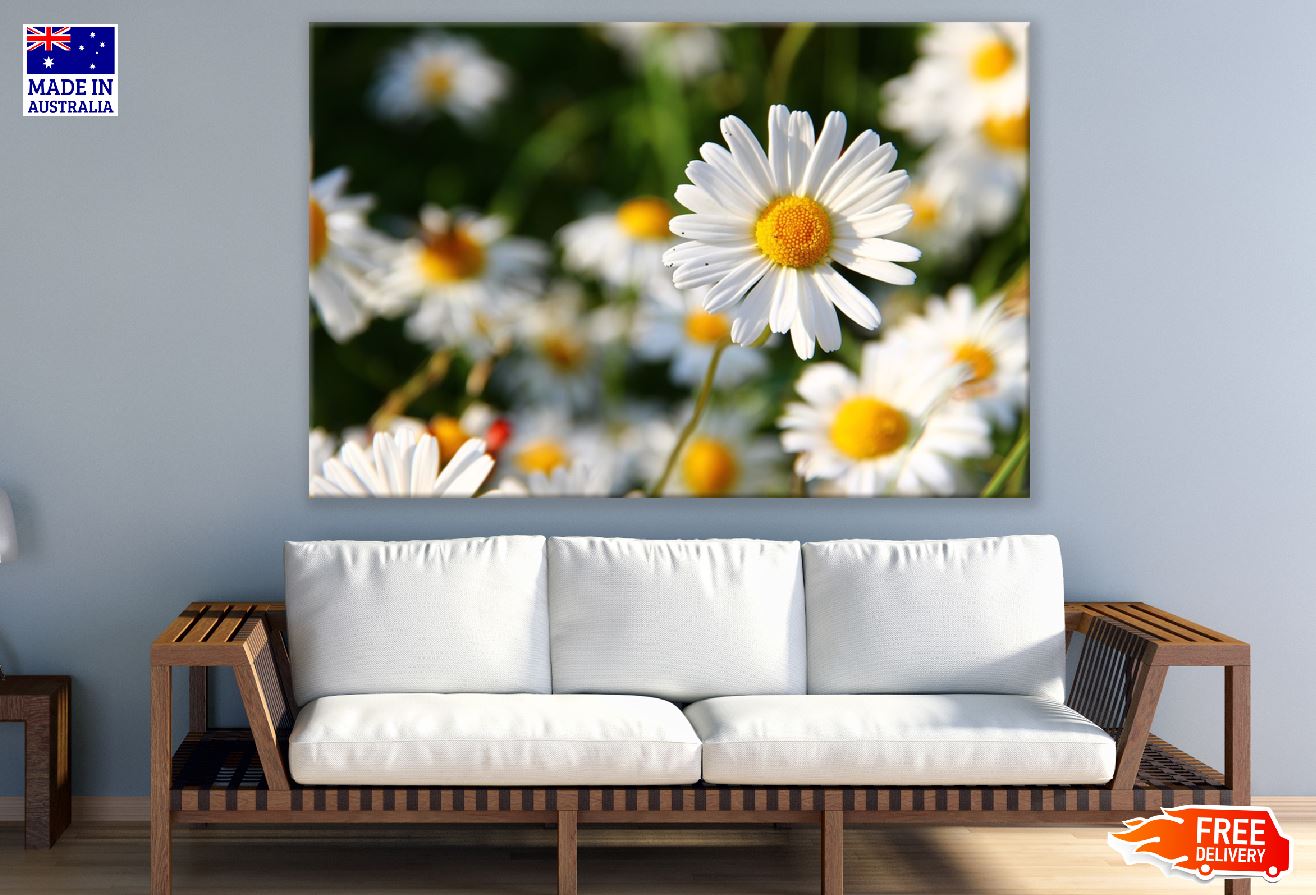Chamomile Flowers Closeup Photograph Print 100% Australian Made