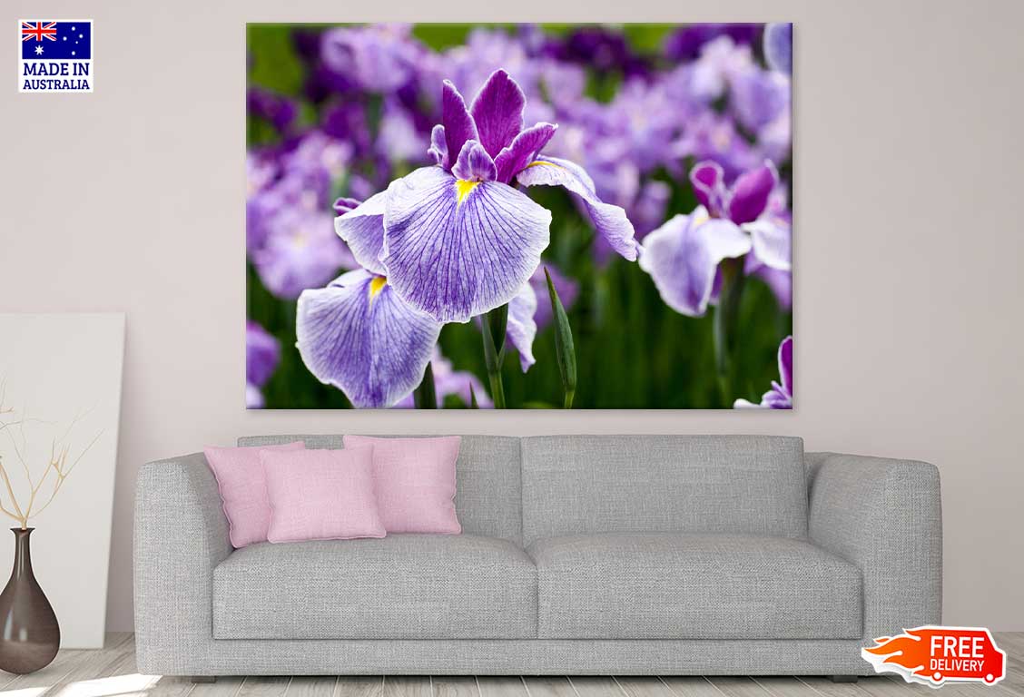 Purple Irises Flower Photograph Print 100% Australian Made
