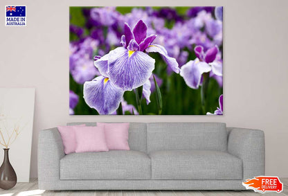 Purple Irises Flower Photograph Print 100% Australian Made