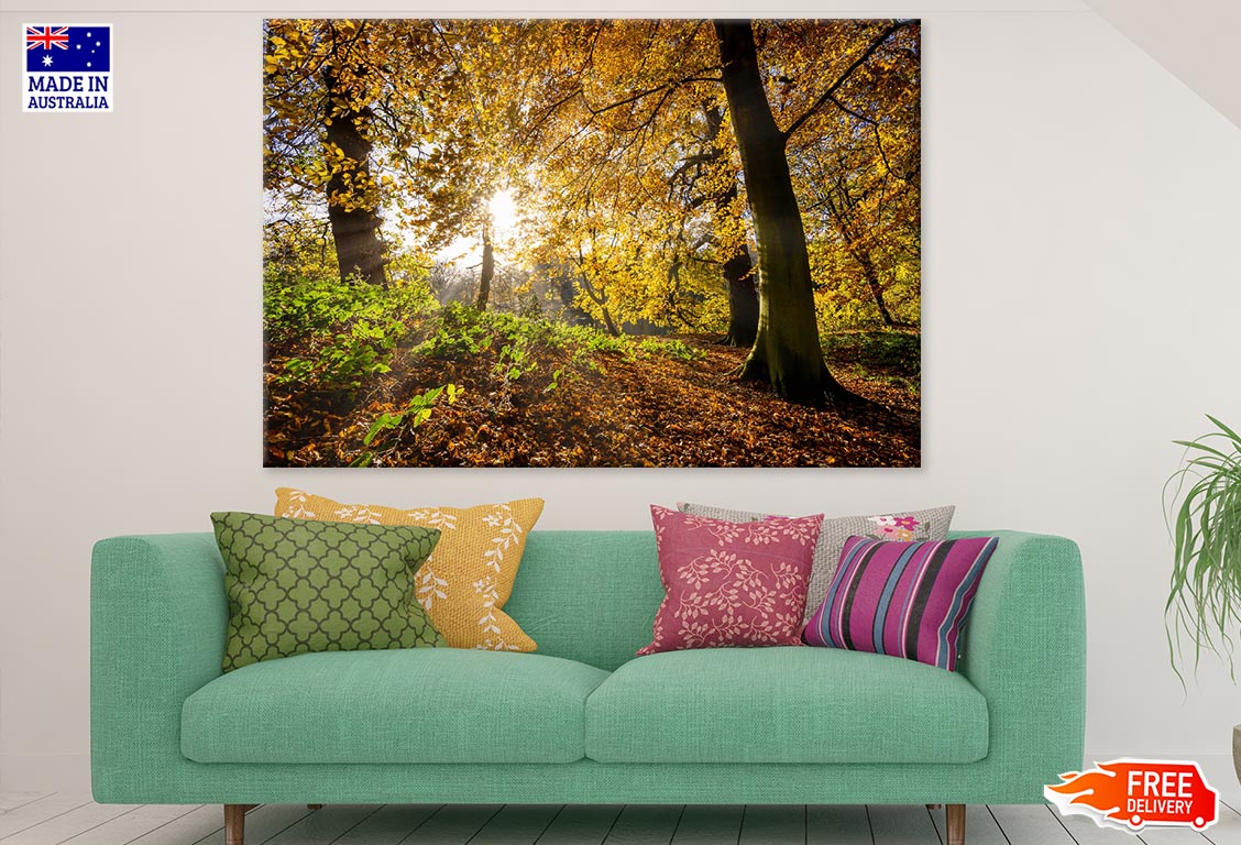 Autumn Forest & Sunrays Photograph Print 100% Australian Made