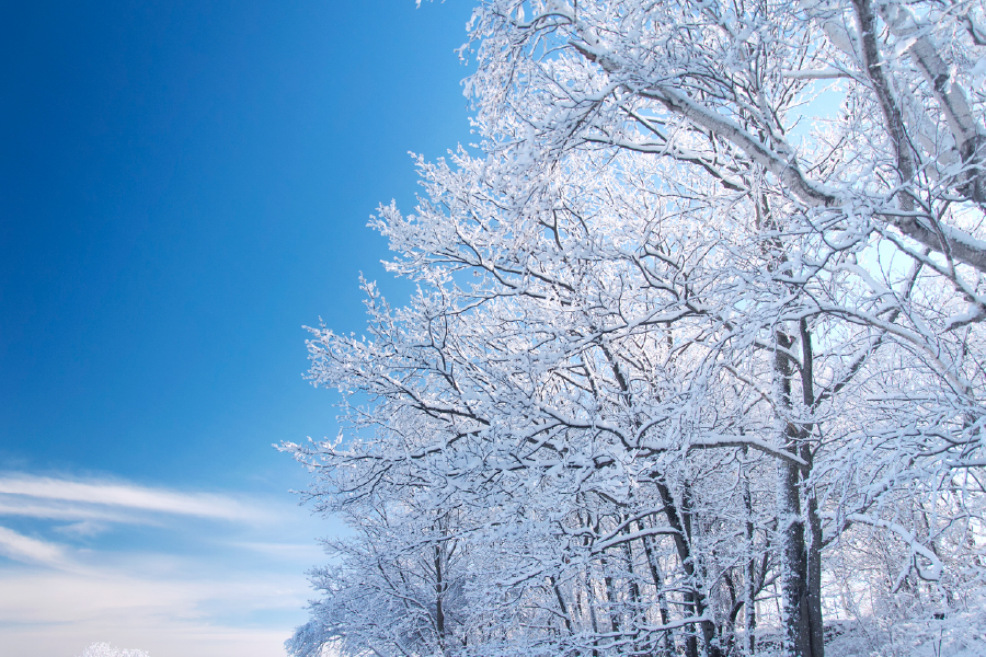 Snow Coverd Trees & Sky View Photograph Print 100% Australian Made