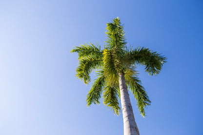 Green Palm Tree Blue Sky View Photograph Print 100% Australian Made