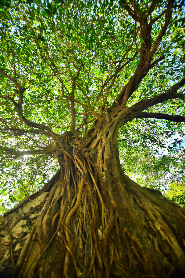 Green Old Tree in Forest View Photograph Print 100% Australian Made