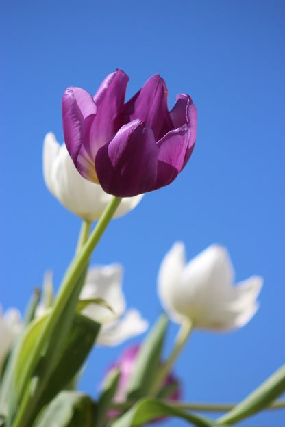 Purple Tulip Flower Closeup Photograph Print 100% Australian Made