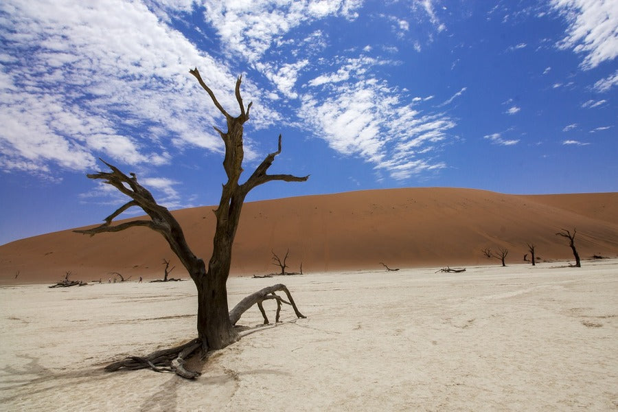 Dead Tree on Desert Under Blue Sky Photograph Print 100% Australian Made