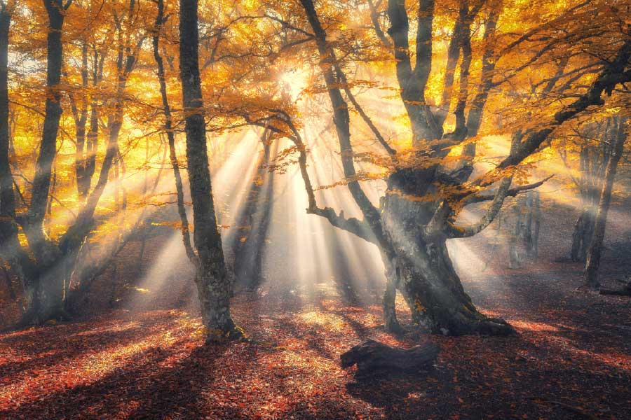 Bella Home Sunrays Through Autumn Tree View Print Canvas Ready to hang