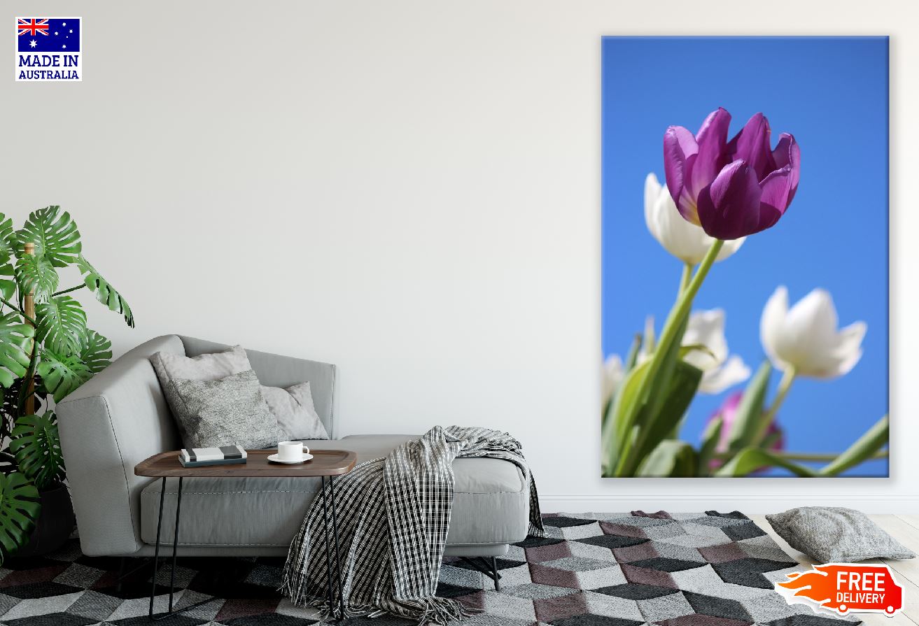 Purple Tulip Flower Closeup Photograph Print 100% Australian Made