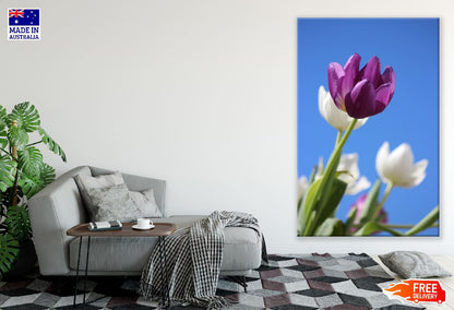 Purple Tulip Flower Closeup Photograph Print 100% Australian Made