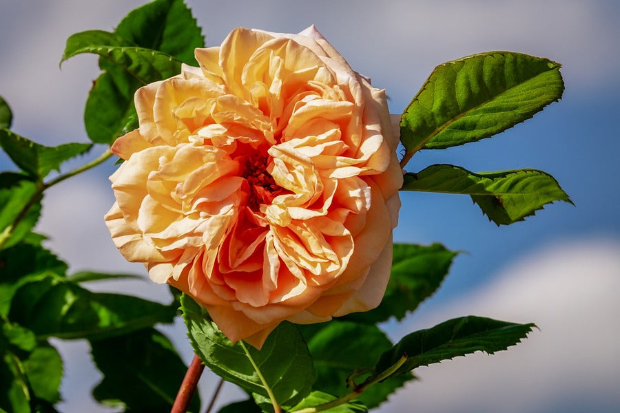 Orange Floribunda Rose Photograph Print 100% Australian Made