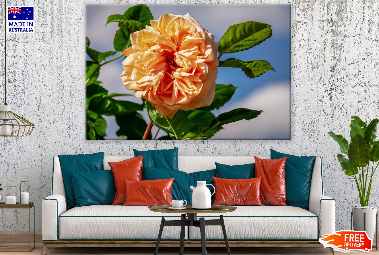 Orange Floribunda Rose Photograph Print 100% Australian Made