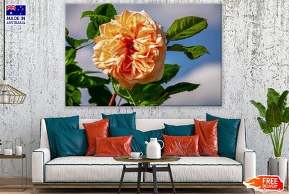 Orange Floribunda Rose Photograph Print 100% Australian Made