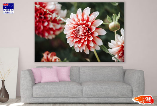 Pink Dahlia Plant Closeup Photograph Print 100% Australian Made