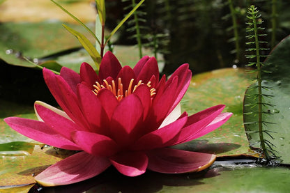 Red Water Lily Flower Among the Leaves Photograph Print 100% Australian Made