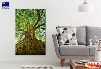 Green Old Tree in Forest View Photograph Print 100% Australian Made