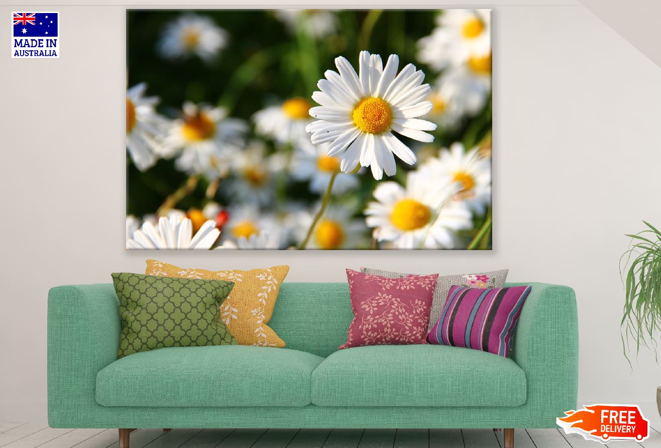 Chamomile Flowers Closeup Photograph Print 100% Australian Made