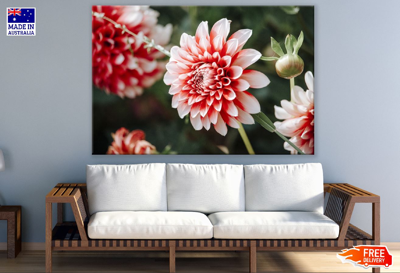 Pink Dahlia Plant Closeup Photograph Print 100% Australian Made