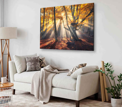 Bella Home Sunrays Through Autumn Tree View Print Canvas Ready to hang