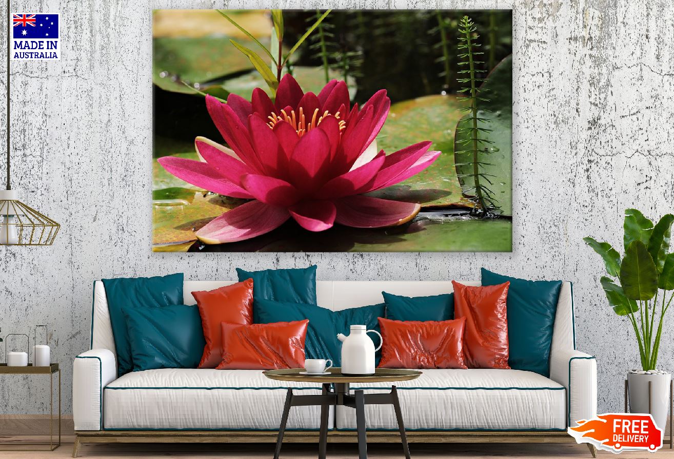 Red Water Lily Flower Among the Leaves Photograph Print 100% Australian Made