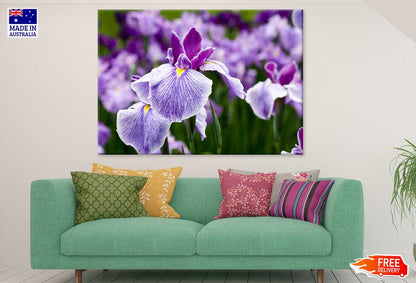 Purple Irises Flower Photograph Print 100% Australian Made