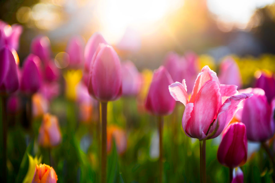 Pink Tulip Flower Sunset View Photograph Print 100% Australian Made