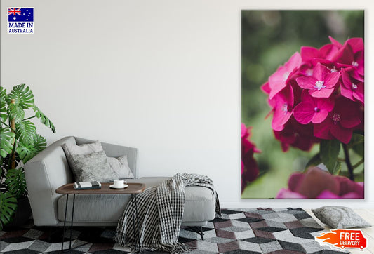 Red Hortensia Flowers Closeup Photograph Print 100% Australian Made