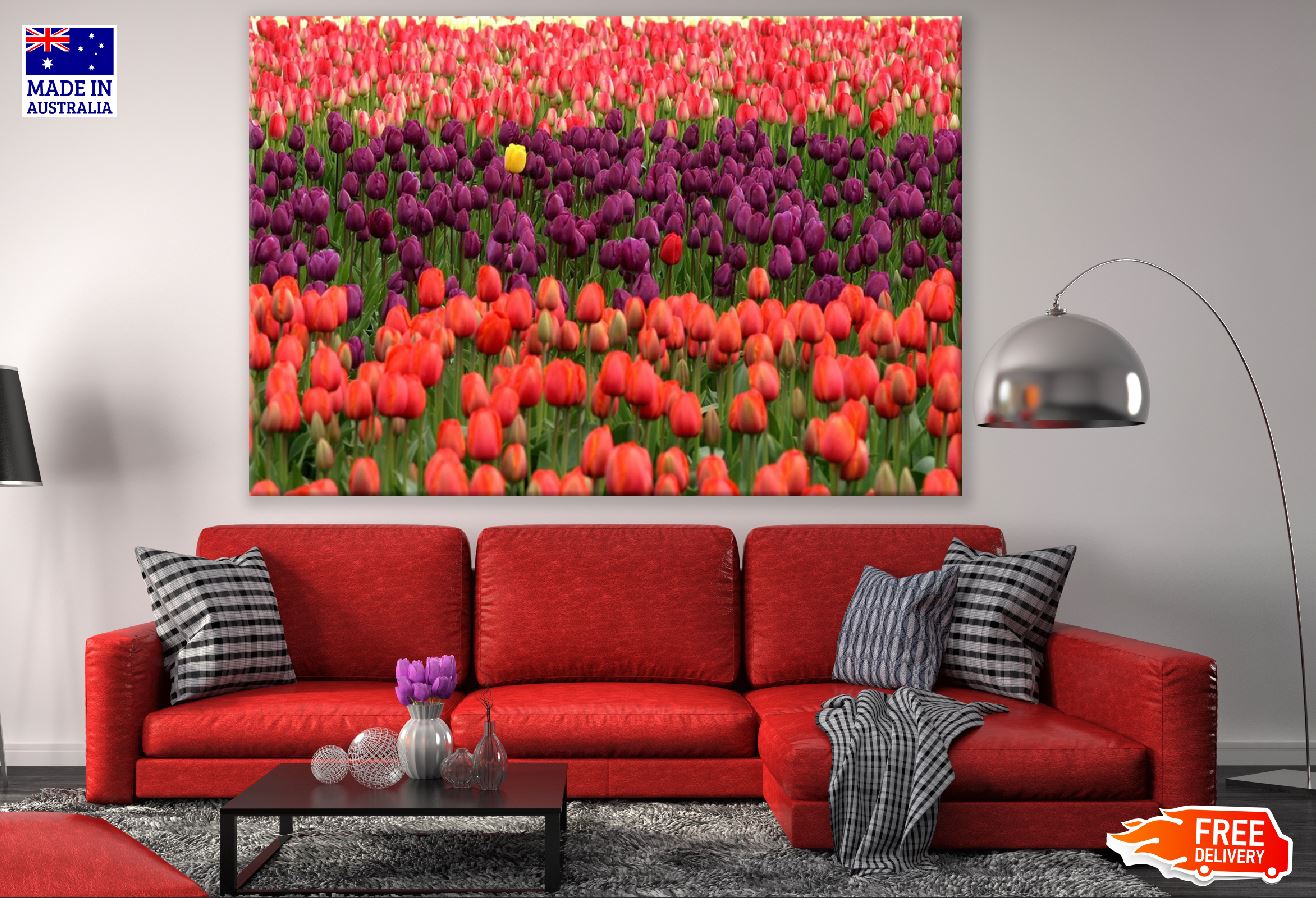 Colorful Tulip Flower Field Photograph Print 100% Australian Made