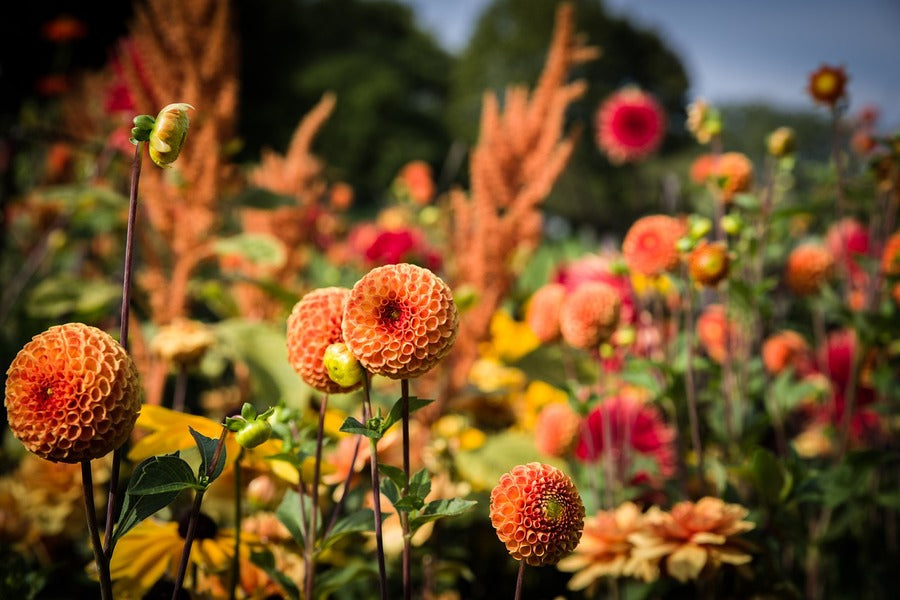 Orange Dahlias Flower Field Photograph Print 100% Australian Made