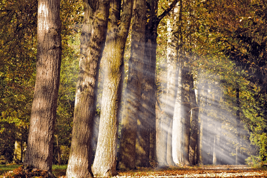 Sunrays in Forest Photograph Print 100% Australian Made