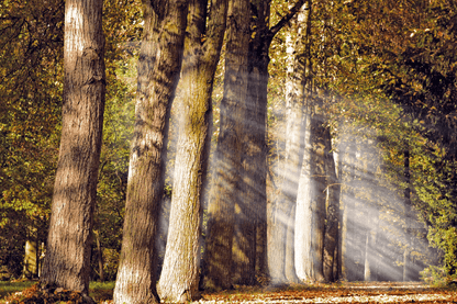 Sunrays in Forest Photograph Print 100% Australian Made