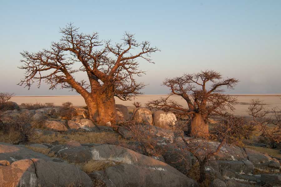 Baobab Tree & Rocks Photograph Print 100% Australian Made