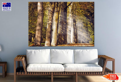 Sunrays in Forest Photograph Print 100% Australian Made