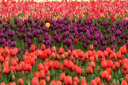 Colorful Tulip Flower Field Photograph Print 100% Australian Made