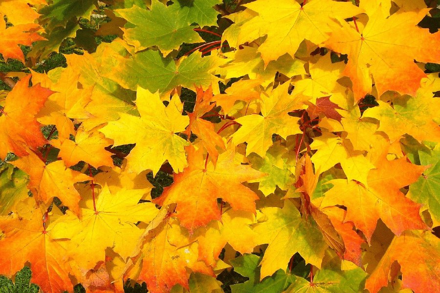 Maple Leaves Autumn Photograph Print 100% Australian Made