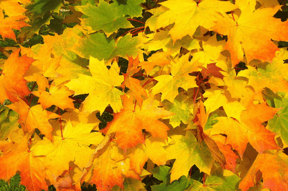 Maple Leaves Autumn Photograph Print 100% Australian Made